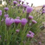 découvrez les meilleurs beach clubs de bali pour profiter pleinement de la plage, du soleil et des ambiances uniques. guide complet des spots incontournables pour un séjour paradisiaque.